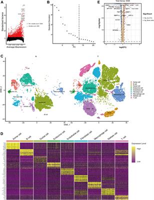 A Ductal-Cell-Related Risk Model Integrating Single-Cell and Bulk Sequencing Data Predicts the Prognosis of Patients With Pancreatic Adenocarcinoma